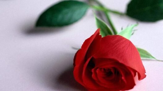 আত্মসংশোধন কি, কেন ও কিভাবে-২